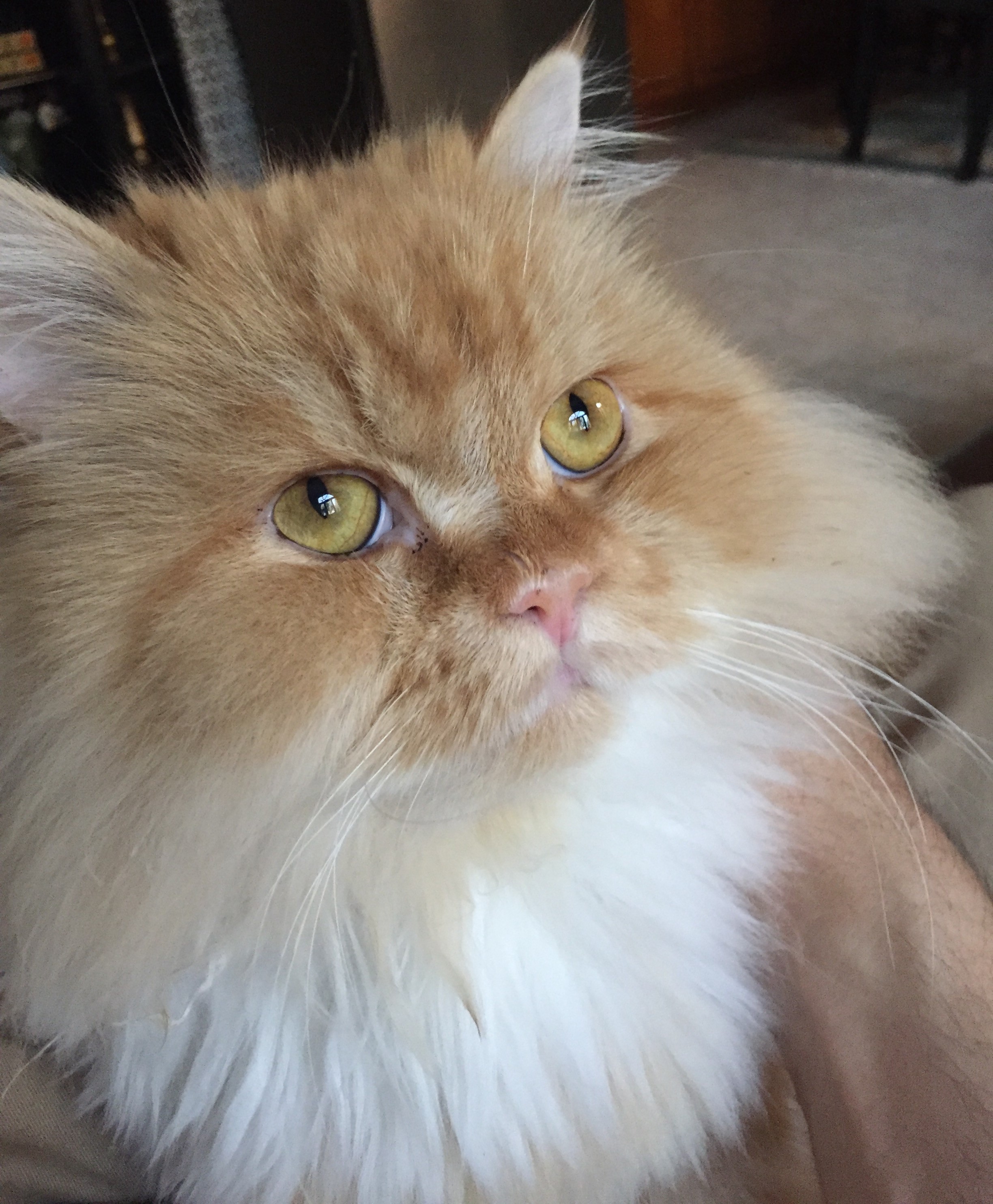 kuki